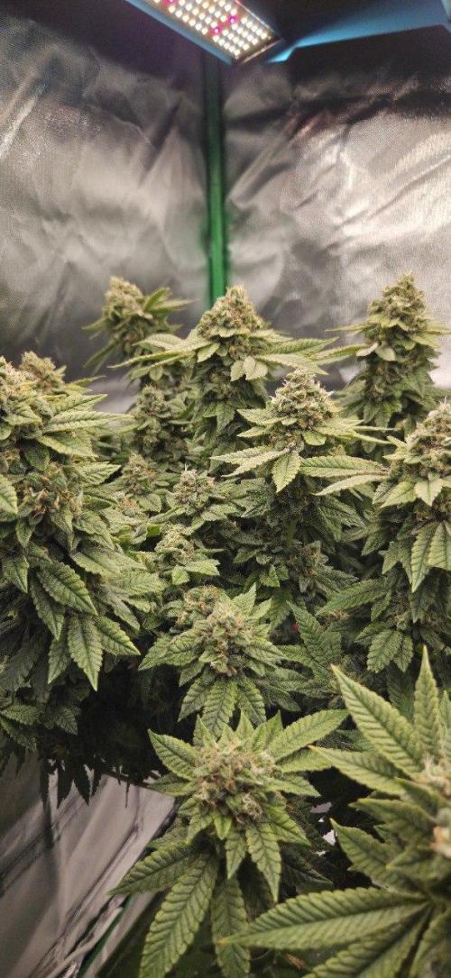 FRUIT GUM #2 by UKHTA. Week 14