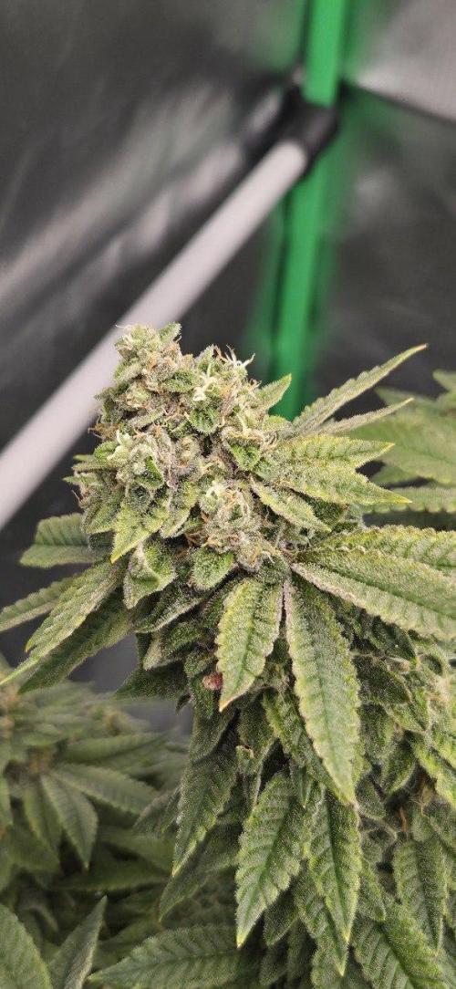 FRUIT GUM #2 by UKHTA. Week 14