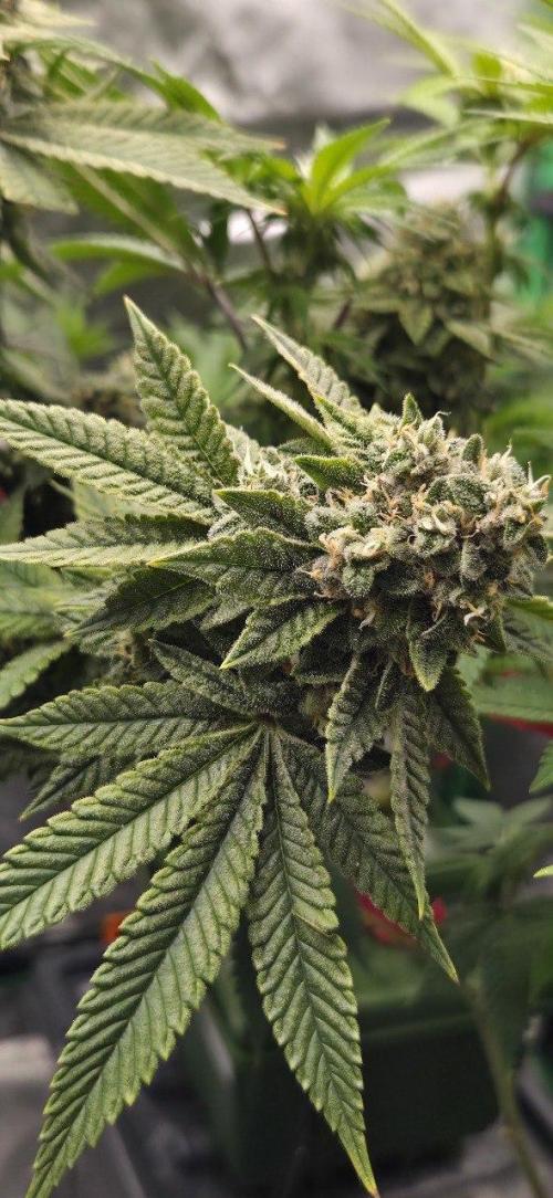 FRUIT GUM #2 by UKHTA. Week 14