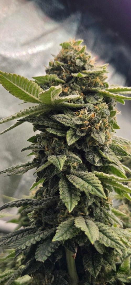 FRUIT GUM #2 by UKHTA. Week 14