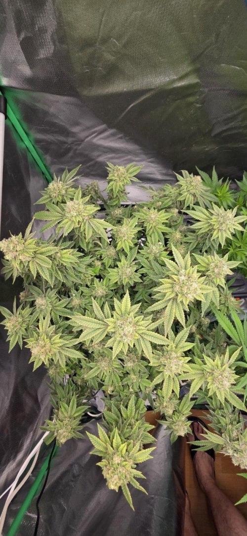 FRUIT GUM #2 by UKHTA. Week 14