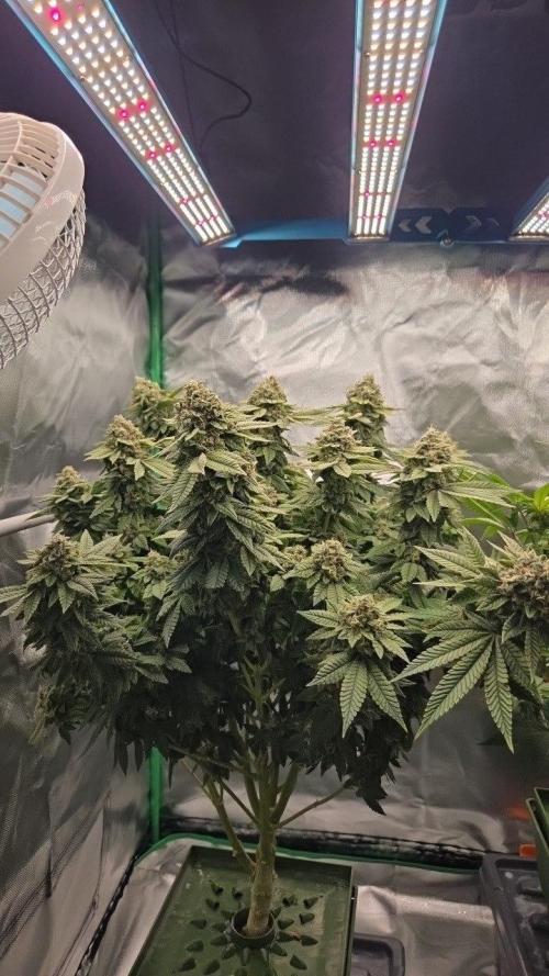 FRUIT GUM #2 by UKHTA. Week 14
