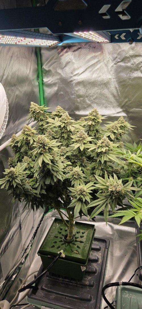 FRUIT GUM #2 by UKHTA. Week 14