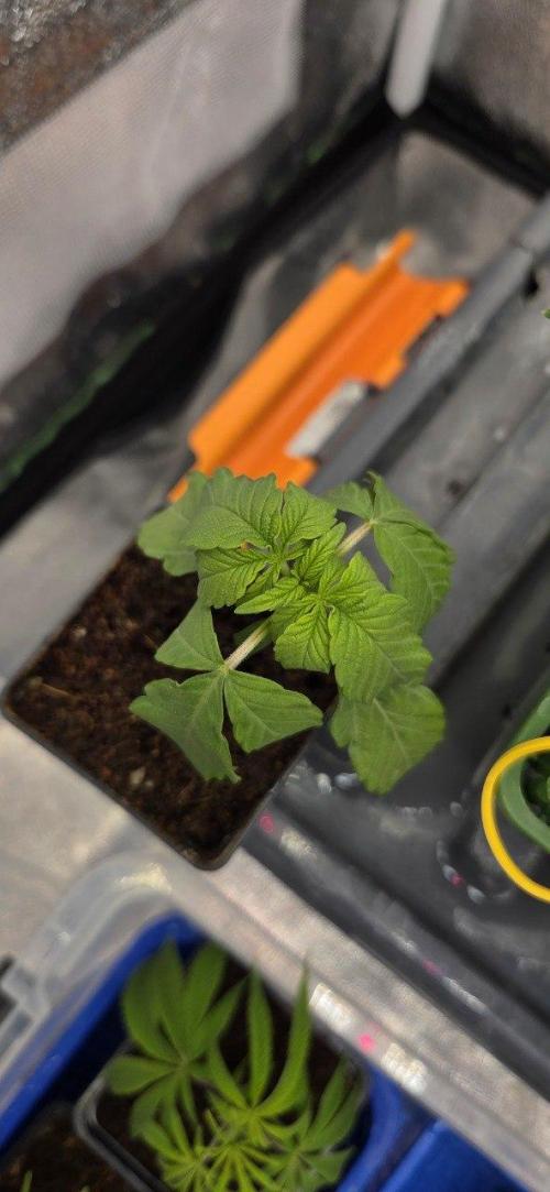 Señor Piña v2. Week 2