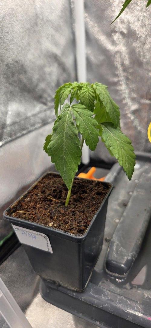 Señor Piña v2. Week 2