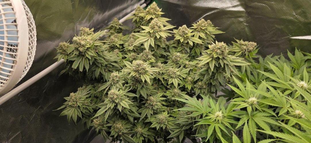 FRUIT GUM #2 by UKHTA. Week 14