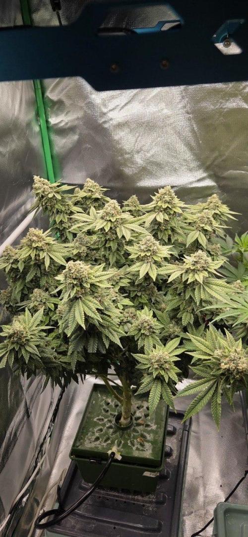 FRUIT GUM #2 by UKHTA. Week 14