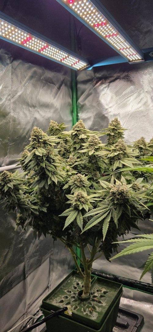 FRUIT GUM #2 by UKHTA. Week 14 - day 58 bloom