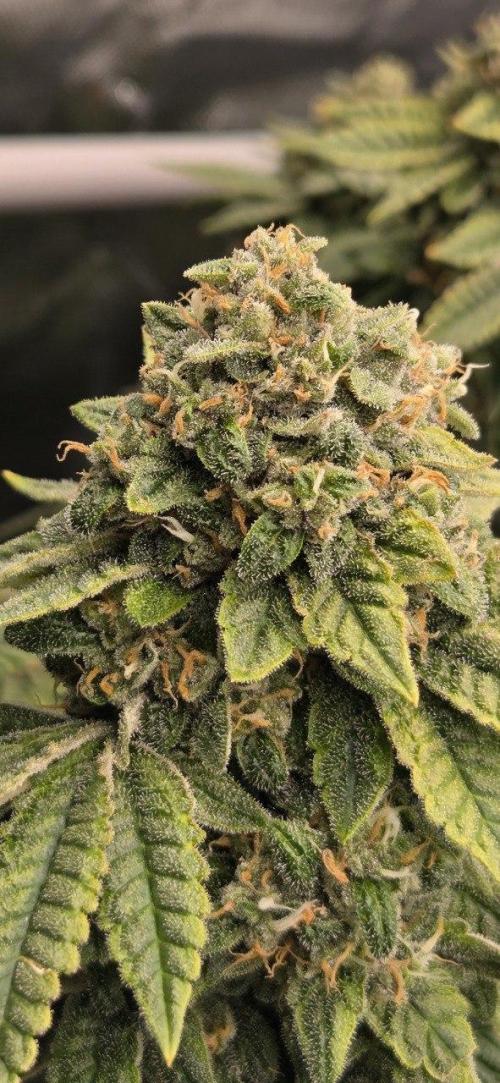 FRUIT GUM #2 by UKHTA. Week 14