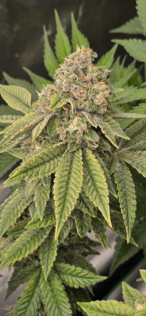 FRUIT GUM #2 by UKHTA. Week 14