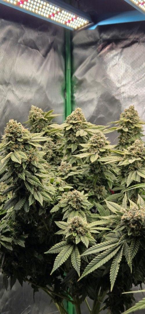 FRUIT GUM #2 by UKHTA. Week 14