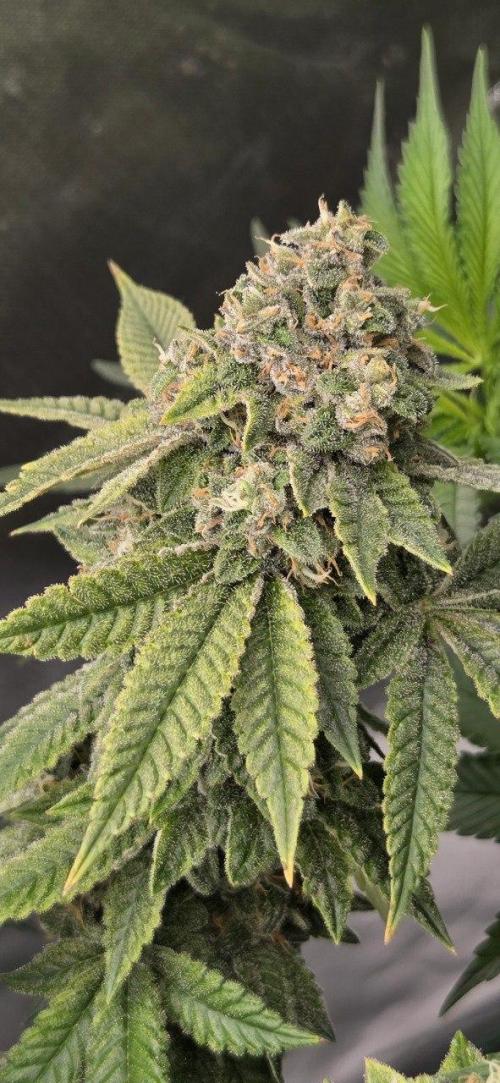 FRUIT GUM #2 by UKHTA. Week 14