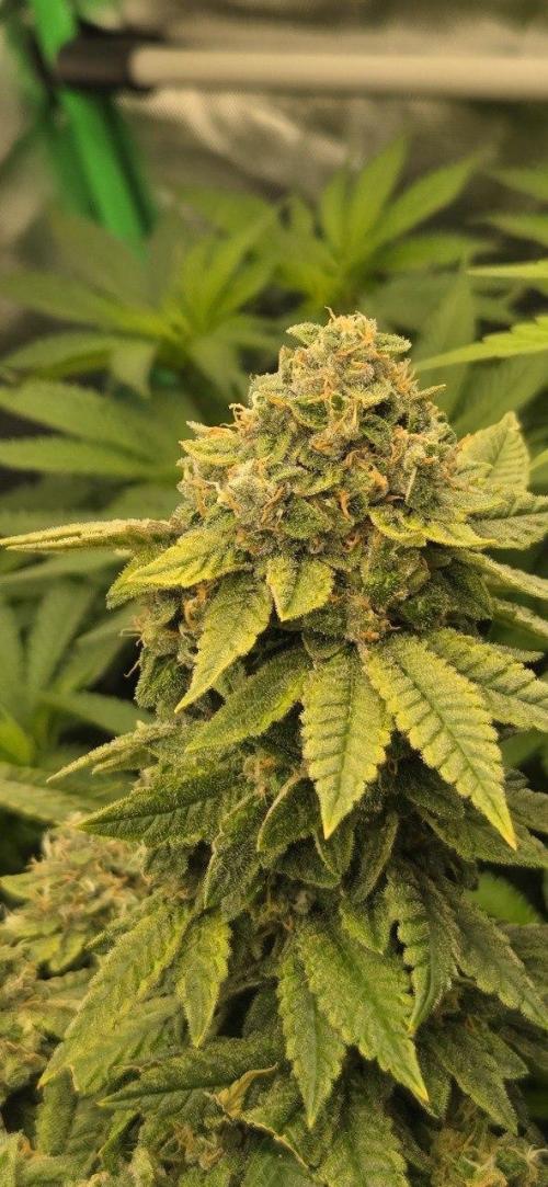 FRUIT GUM #2 by UKHTA. Week 14