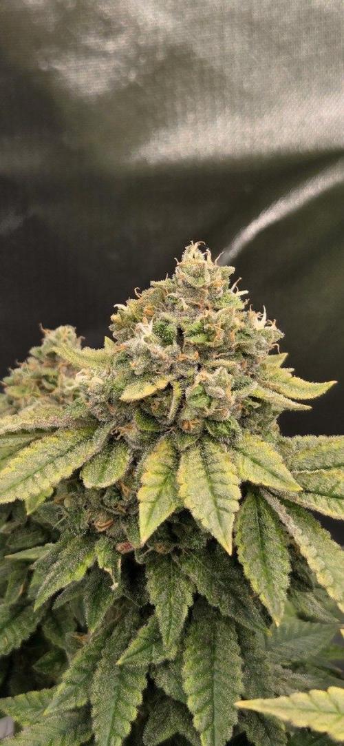 FRUIT GUM #2 by UKHTA. Week 14