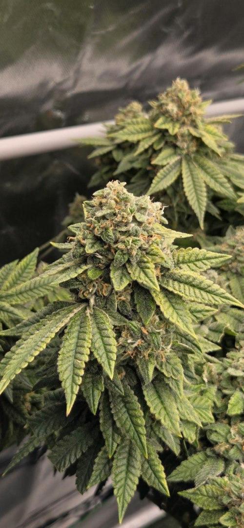 FRUIT GUM #2 by UKHTA. Week 14