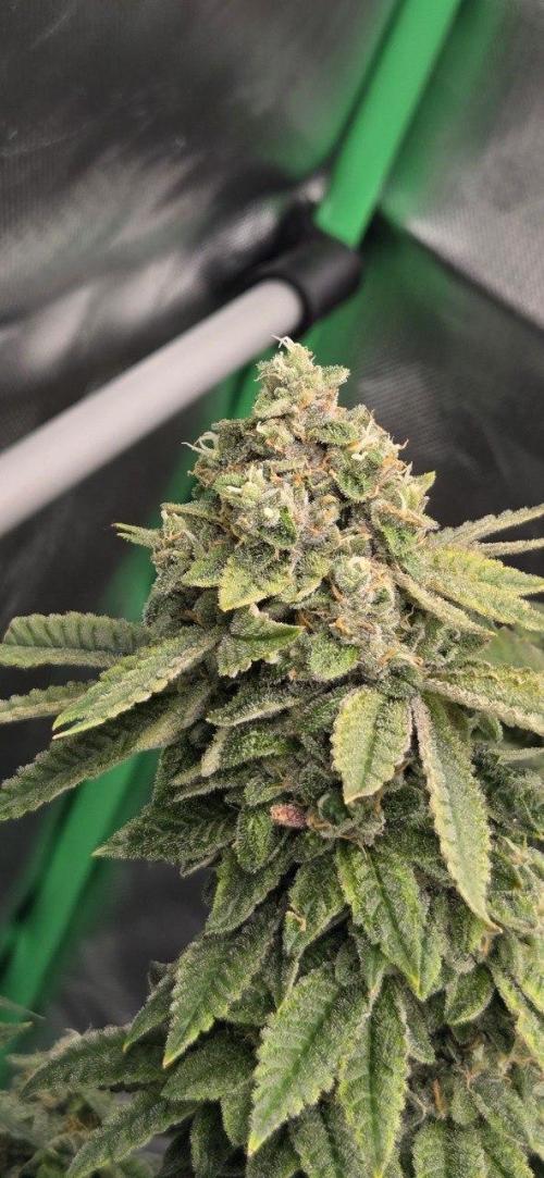 FRUIT GUM #2 by UKHTA. Week 14