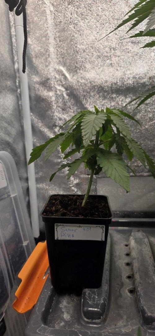 Señor Piña v2. Week 3