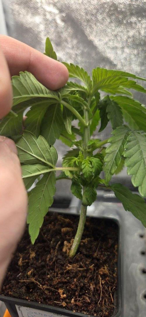 Señor Piña v2. Week 3