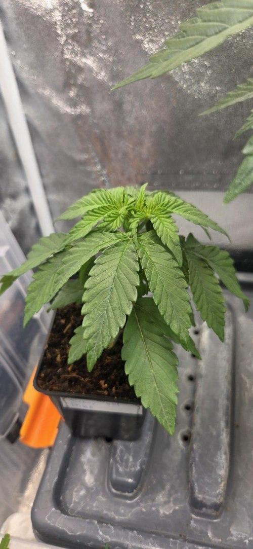 Señor Piña v2. Week 3 - day 21