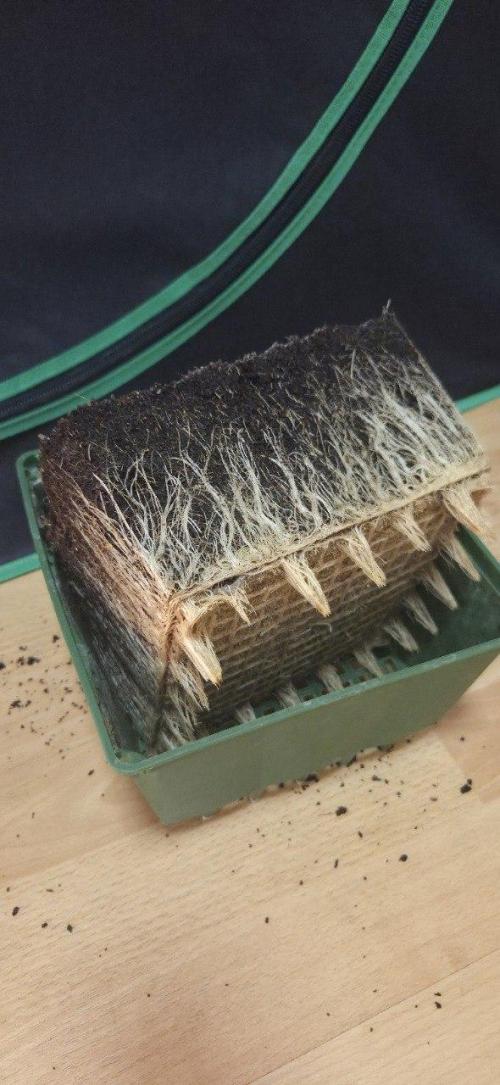 FRUIT GUM #2 by UKHTA. Week 15 - not big roots