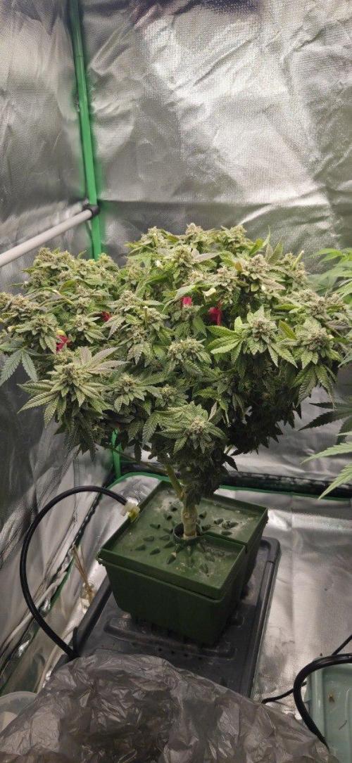 FRUIT GUM #2 by UKHTA. Week 15 - 9 weeks bloom