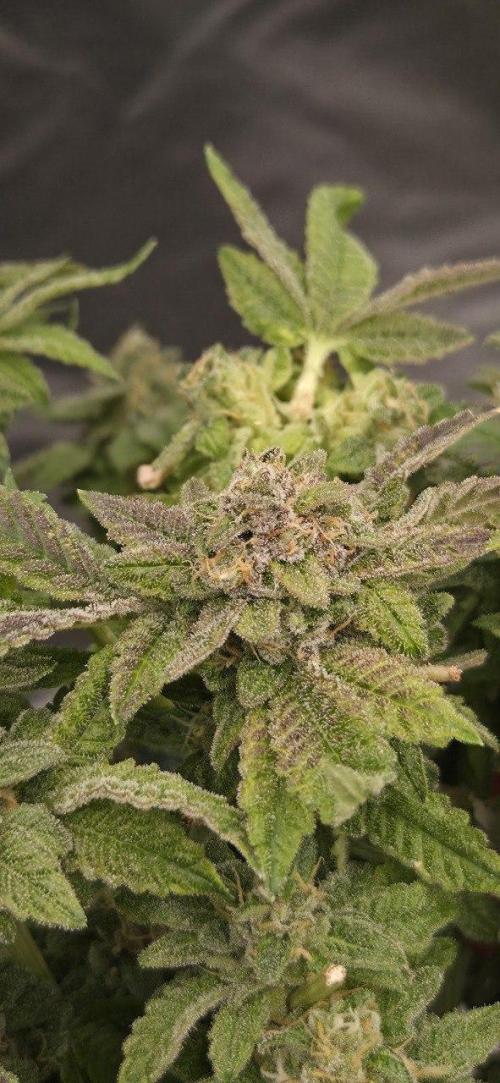 FRUIT GUM #2 by UKHTA. Week 15 - juicy middles