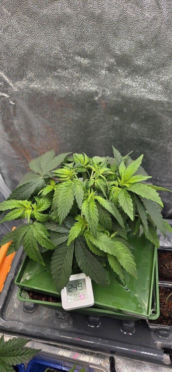 Señor Piña v2. Week 5