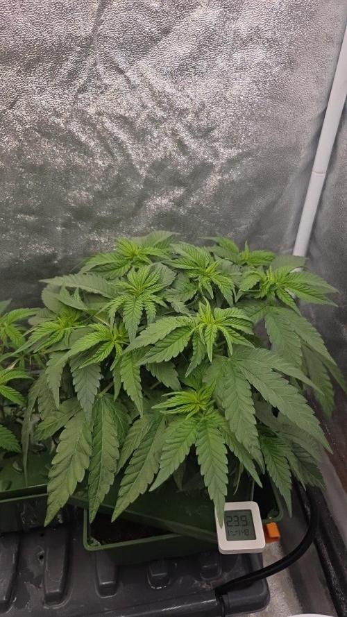 Señor Piña v2. Week 6