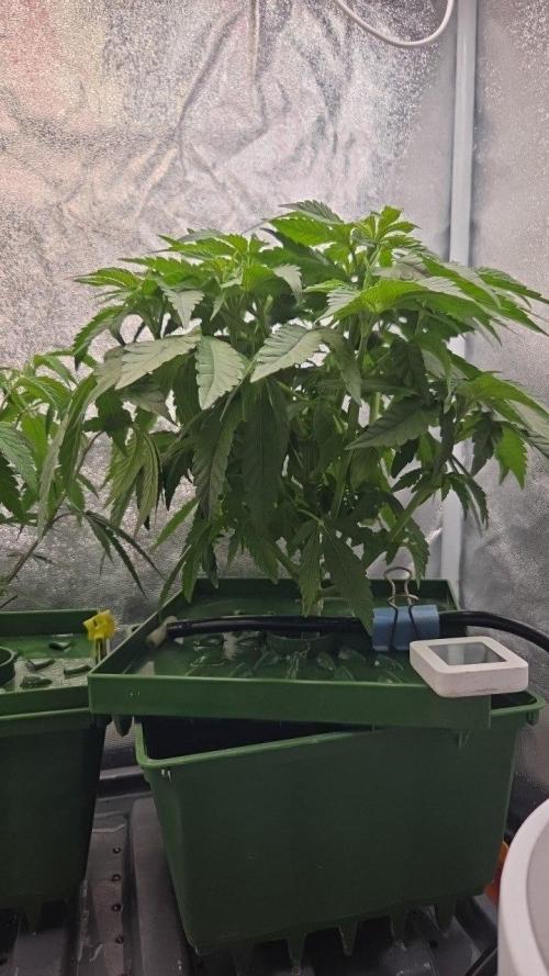 Señor Piña v2. Week 6