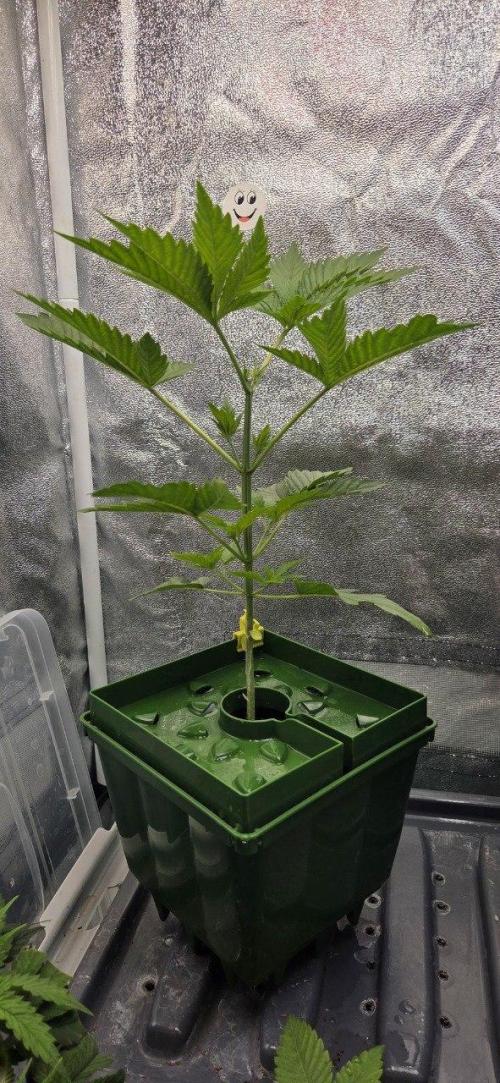 Schweppez. Week 3