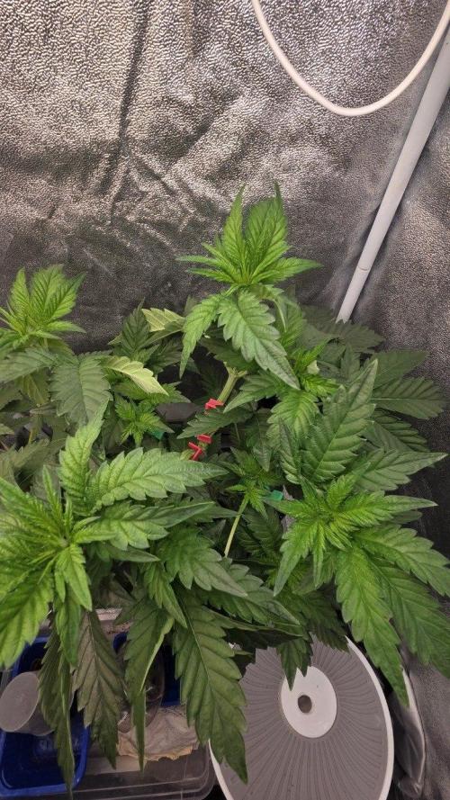 Schweppez. Week 4