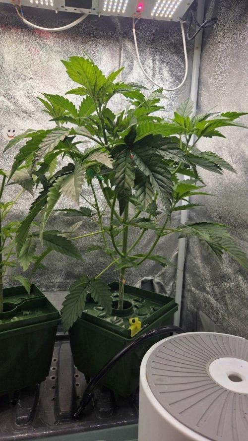 Schweppez. Week 4