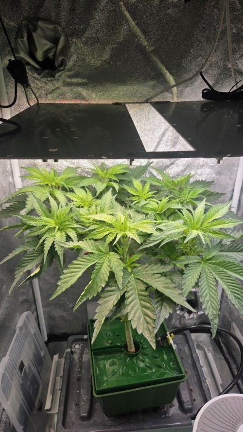Schweppez. Week 5