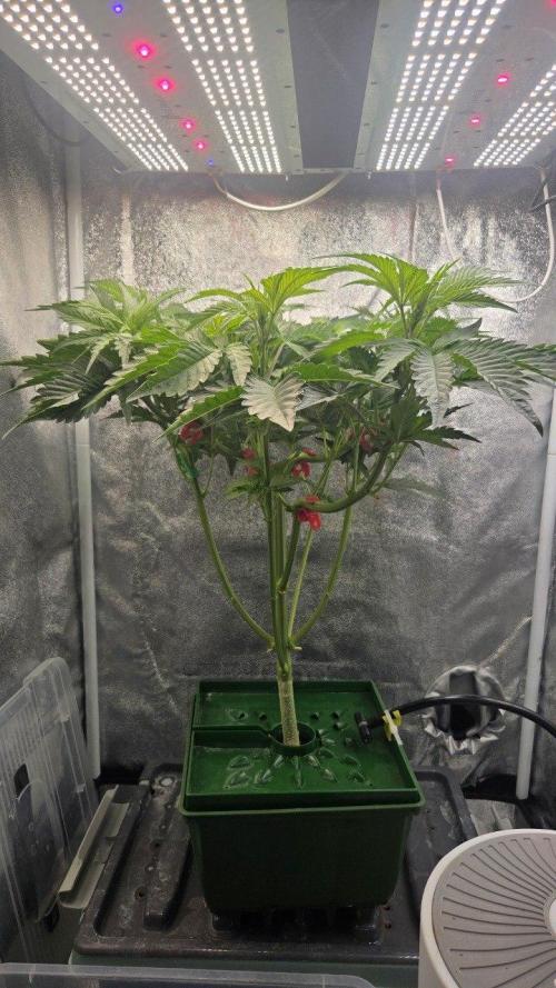 Schweppez. Week 5