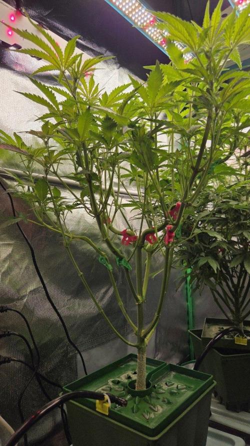 Schweppez. Week 6