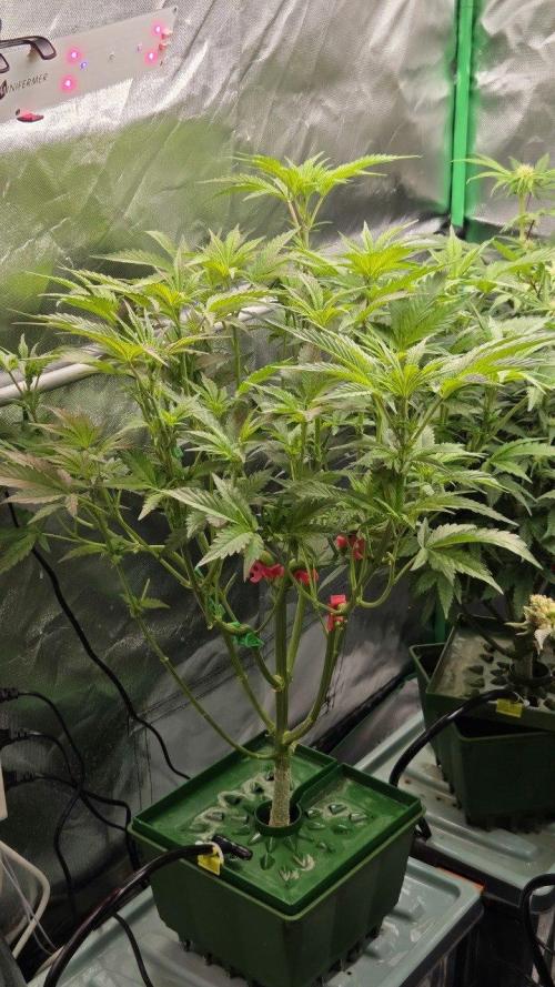 Schweppez. Week 6