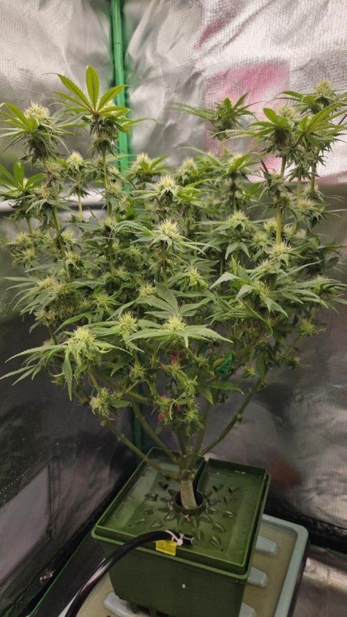 Señor Piña v2. Week 11