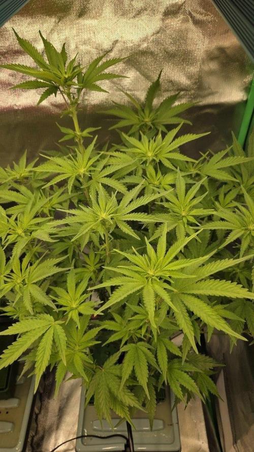 Schweppez. Week 7