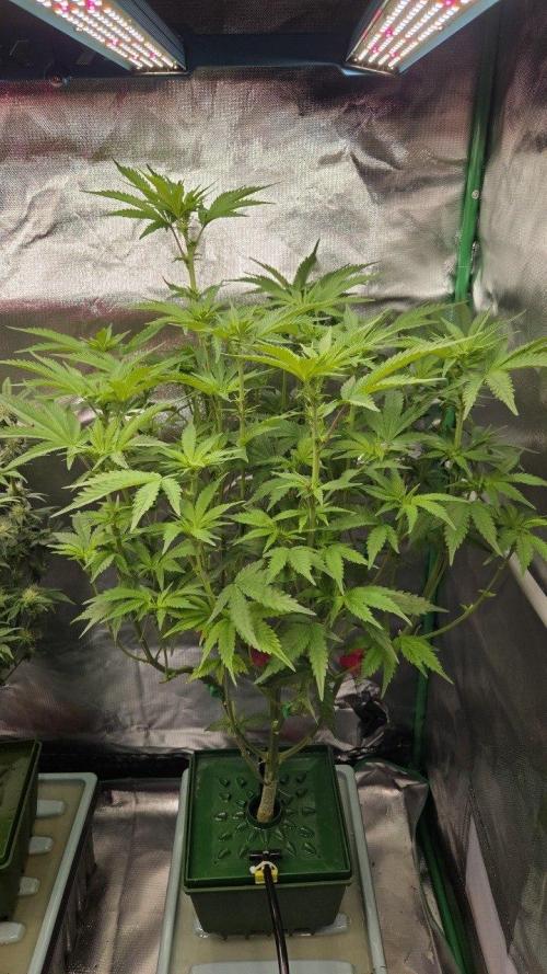 Schweppez. Week 7