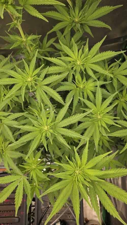 Schweppez. Week 7