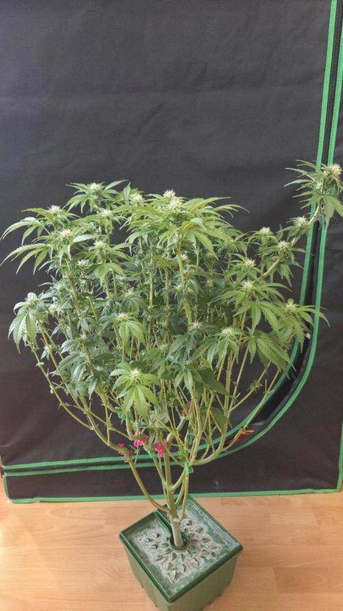 Schweppez. Week 8