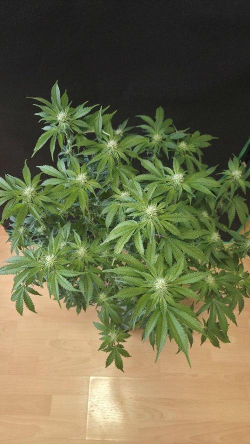 Schweppez. Week 8