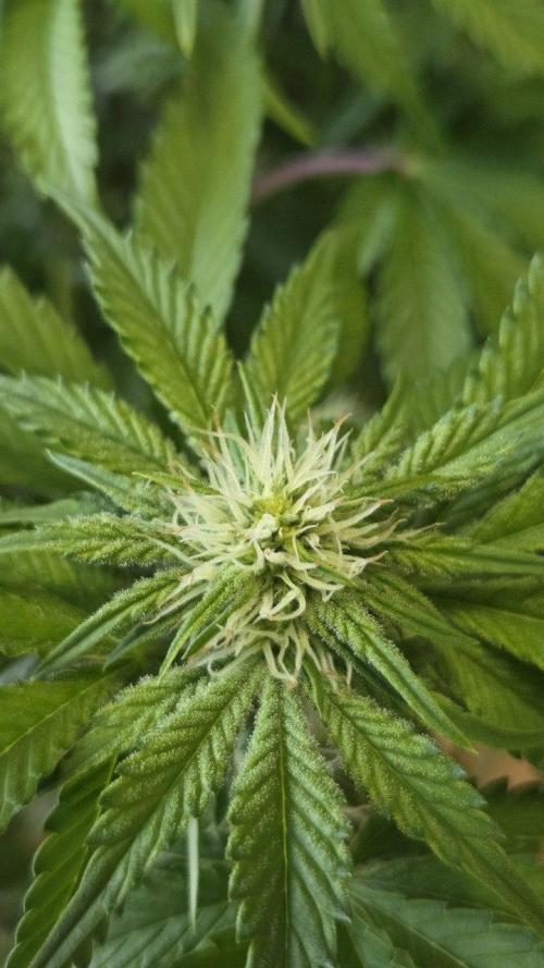 Schweppez. Week 8