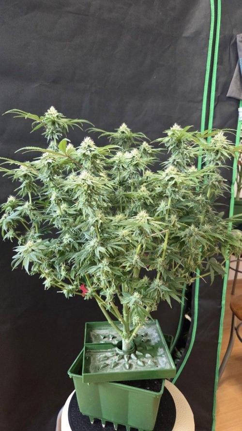 Señor Piña v2. Week 12