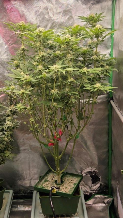 Schweppez. Week 9