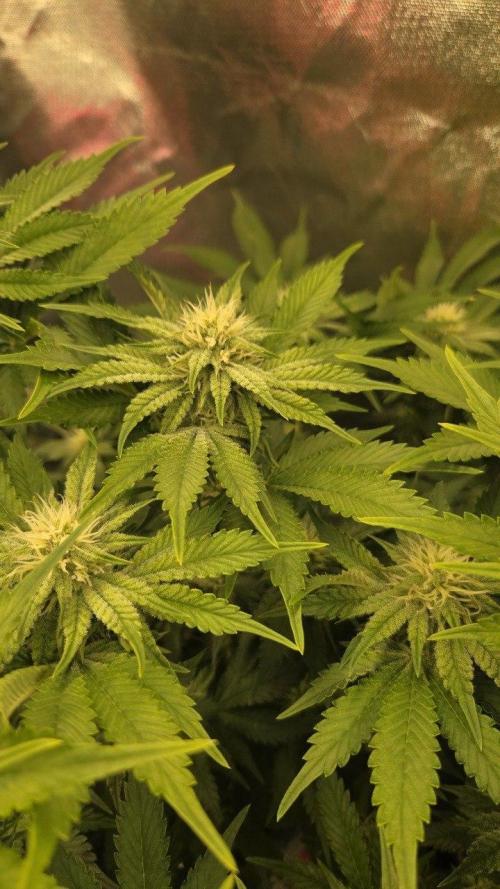 Schweppez. Week 9