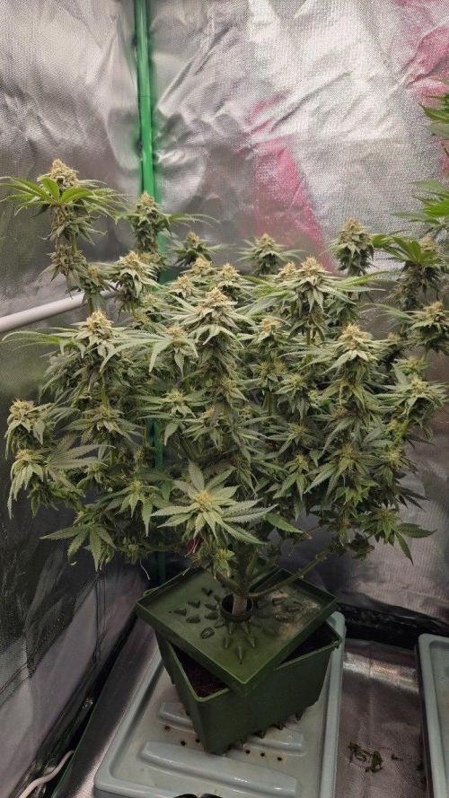 Señor Piña v2. Week 13