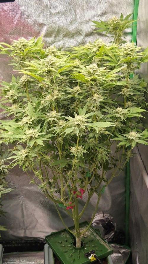 Schweppez. Week 10