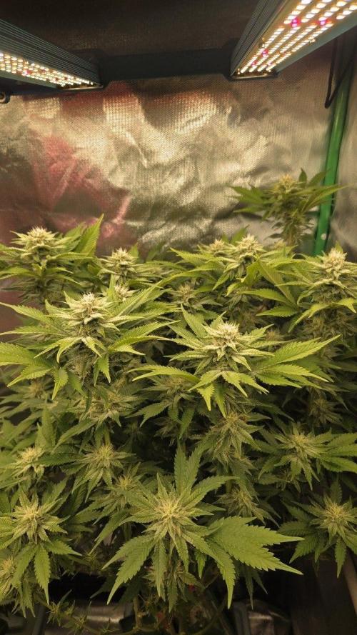 Schweppez. Week 10