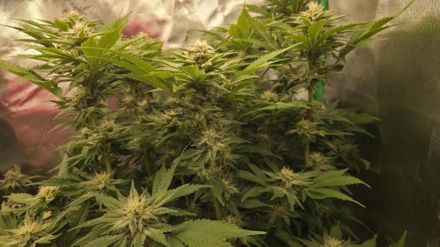Schweppez. Week 10